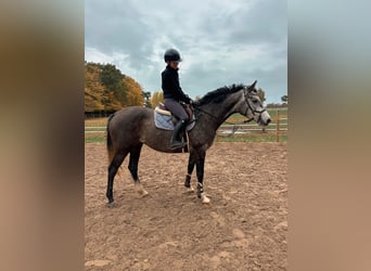 Holstein, Giumenta, 4 Anni, 163 cm, Grigio pezzato