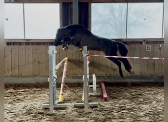 Holstein, Giumenta, 4 Anni, 165 cm, Baio nero