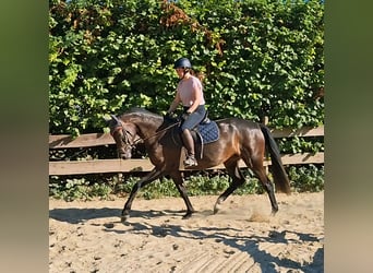 Holstein, Giumenta, 4 Anni, 165 cm, Baio nero
