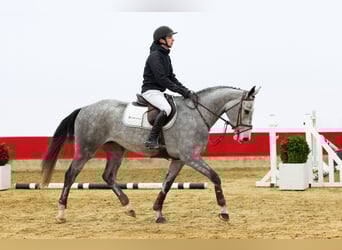 Holstein, Giumenta, 4 Anni, 165 cm, Grigio