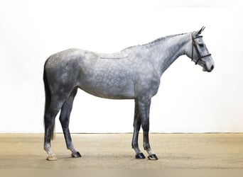 Holstein, Giumenta, 4 Anni, 165 cm, Grigio