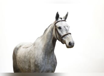 Holstein, Giumenta, 4 Anni, 165 cm, Grigio