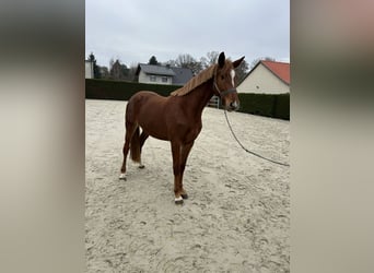 Holstein, Giumenta, 4 Anni, 165 cm, Sauro