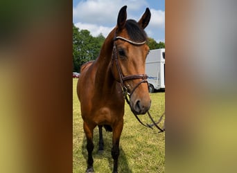 Holstein, Giumenta, 4 Anni, 166 cm, Baio