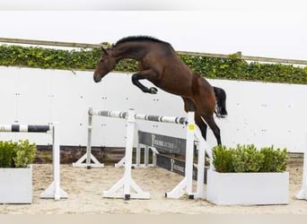 Holstein, Giumenta, 4 Anni, 166 cm, Baio