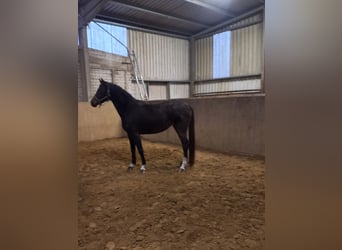 Holstein, Giumenta, 4 Anni, 166 cm, Baio scuro