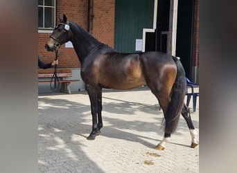 Holstein, Giumenta, 4 Anni, 166 cm, Baio scuro