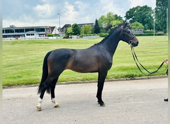 Holstein, Giumenta, 4 Anni, 166 cm, Baio scuro