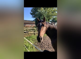 Holstein, Giumenta, 4 Anni, 167 cm, Baio