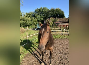 Holstein, Giumenta, 4 Anni, 167 cm, Baio