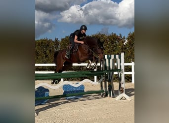 Holstein, Giumenta, 4 Anni, 167 cm, Baio