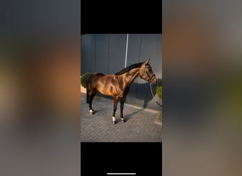 Holstein, Giumenta, 4 Anni, 167 cm, Baio nero
