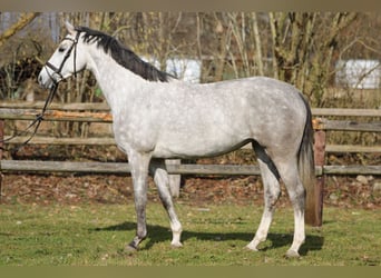 Holstein, Giumenta, 4 Anni, 167 cm, Grigio