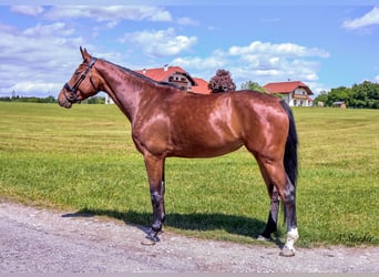 Holstein, Giumenta, 4 Anni, 168 cm, Baio