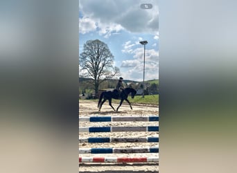Holstein, Giumenta, 4 Anni, 168 cm, Baio scuro