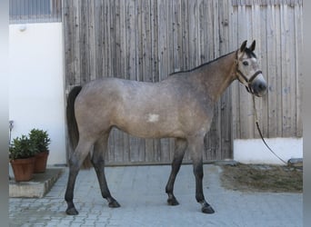 Holstein, Giumenta, 4 Anni, 168 cm