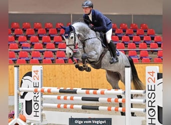 Holstein, Giumenta, 4 Anni, 168 cm, Grigio