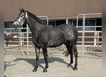 Holstein, Giumenta, 4 Anni, 170 cm, Grigio