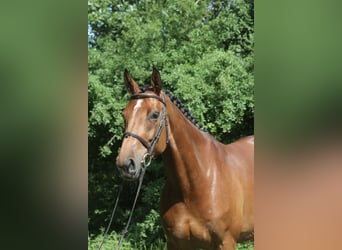 Holstein, Giumenta, 4 Anni, 171 cm, Baio