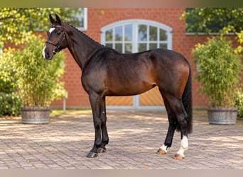 Holstein, Giumenta, 4 Anni, 171 cm, Baio