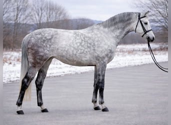 Holstein, Giumenta, 5 Anni, 158 cm, Grigio