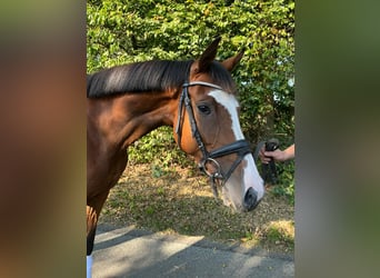 Holstein, Giumenta, 5 Anni, 162 cm, Baio