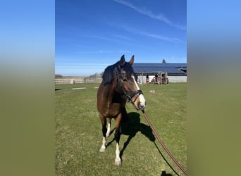 Holstein, Giumenta, 5 Anni, 162 cm, Baio