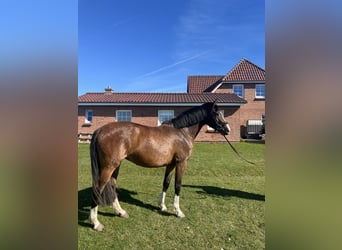 Holstein, Giumenta, 5 Anni, 162 cm, Baio