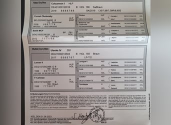 Holstein, Giumenta, 5 Anni, 163 cm, Baio