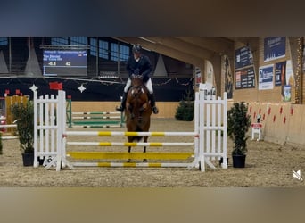 Holstein, Giumenta, 5 Anni, 165 cm, Baio