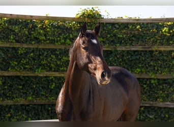 Holstein, Giumenta, 5 Anni, 165 cm, Baio scuro