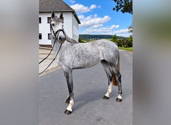 Holstein, Giumenta, 5 Anni, 165 cm, Grigio pezzato