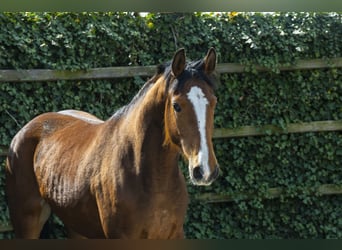 Holstein, Giumenta, 5 Anni, 166 cm, Baio