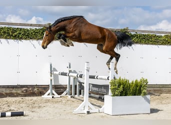 Holstein, Giumenta, 5 Anni, 166 cm, Baio