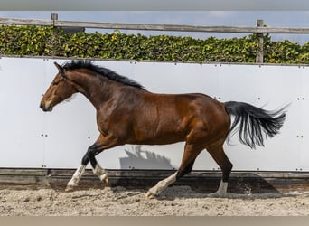 Holstein, Giumenta, 5 Anni, 166 cm, Baio