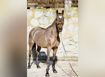 Holstein, Giumenta, 5 Anni, 166 cm, Baio scuro