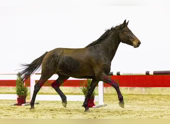 Holstein, Giumenta, 5 Anni, 166 cm, Baio scuro