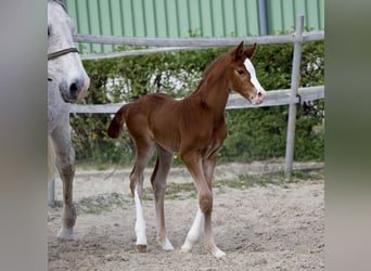 Holstein, Giumenta, 5 Anni, 166 cm, Sauro