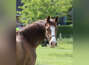 Holstein, Giumenta, 5 Anni, 166 cm, Sauro