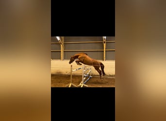 Holstein, Giumenta, 5 Anni, 166 cm, Sauro