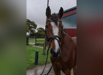Holstein, Giumenta, 5 Anni, 167 cm, Baio