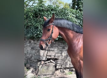 Holstein, Giumenta, 5 Anni, 168 cm, Baio
