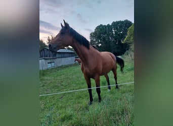 Holstein, Giumenta, 5 Anni, 168 cm, Baio