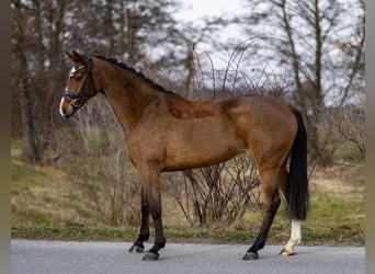 Holstein, Giumenta, 5 Anni, 168 cm, Baio chiaro