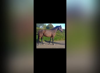 Holstein, Giumenta, 5 Anni, 168 cm, Baio scuro