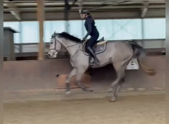 Holstein, Giumenta, 5 Anni, 168 cm, Grigio pezzato