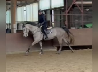 Holstein, Giumenta, 5 Anni, 168 cm, Grigio pezzato