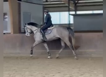 Holstein, Giumenta, 5 Anni, 168 cm, Grigio pezzato