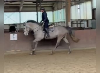 Holstein, Giumenta, 5 Anni, 168 cm, Grigio pezzato