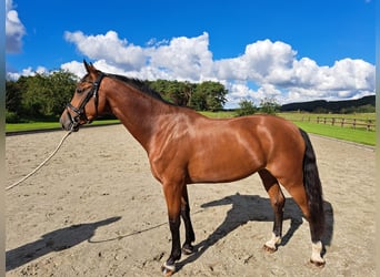 Holstein, Giumenta, 5 Anni, 169 cm, Baio